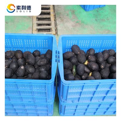 500KG/H 冷圧アボカドオイル抽出ライン